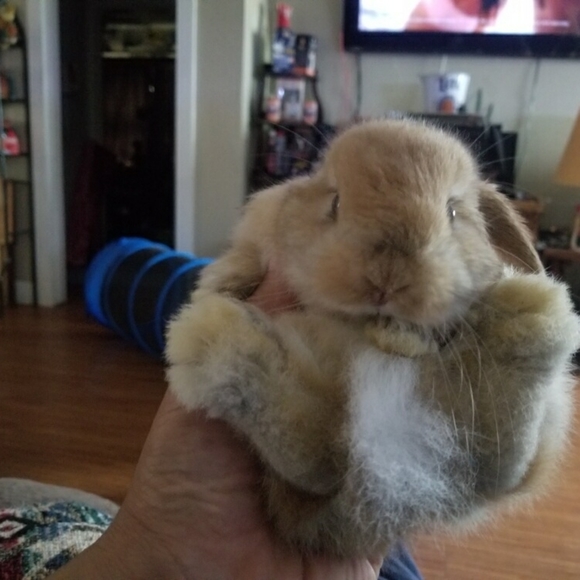 Bags, twillies, scarves, clothes, shoes, jackets, etc. - Picture 11 of 16